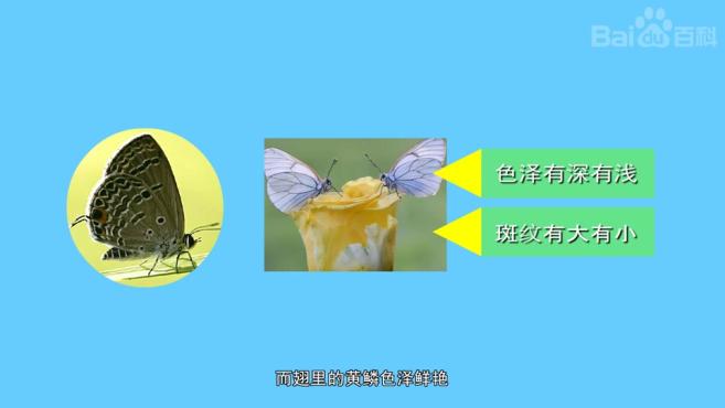原来粉蝶长这样