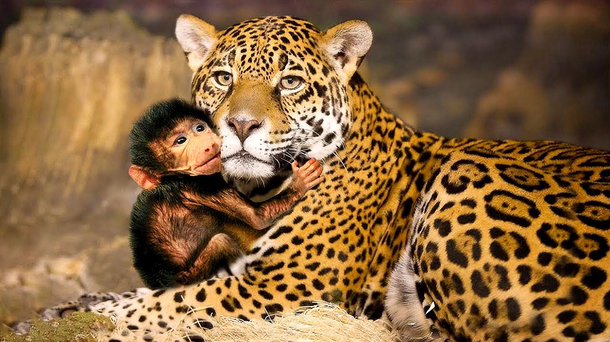 花豹捕食狒狒,发现还附送一只小狒狒,接下来的举动令人感动