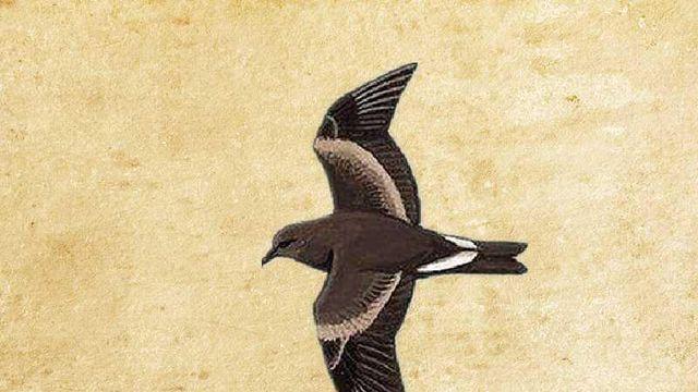 海燕的种类有很多,你认识几种?