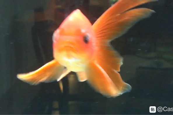 鱼鳃盖上有白点 百度 鱼鳃盖上有白点 百度