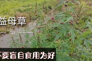 39周吃益母草催产成功 百度视频搜索 39周吃益母草催产成功 百度视频搜索