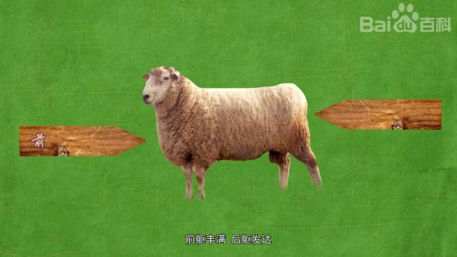 原来波德代羊长这样