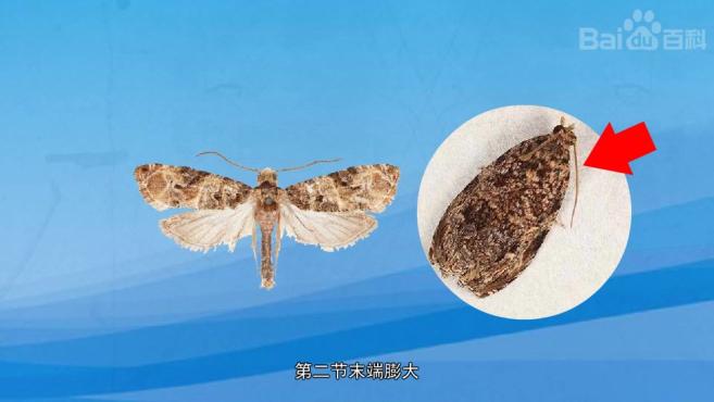 卷蛾的种类包括哪些