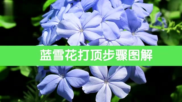 蓝雪花的养殖方法
