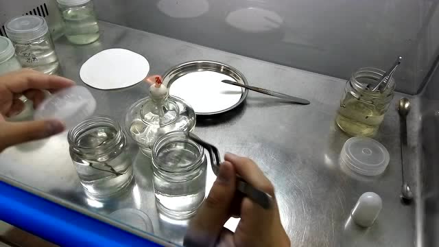 十二卷植物外植体操作(消毒步骤)