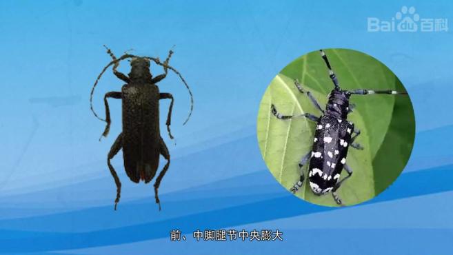 天牛种类这么多,你认识几种?