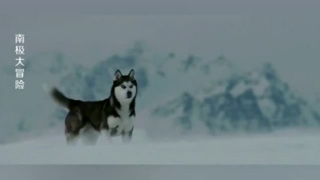 南极大冒险 没想到在雪橇犬的社会中 领导阶层如此清晰 爱言情