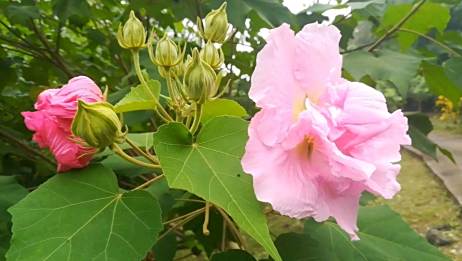 成都的市花 芙蓉花 爱言情 成都的市花 芙蓉花 爱言情