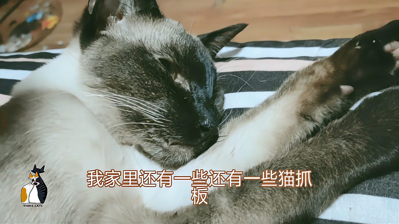 猫传腹抽出来的腹水颜色_百度视频搜索