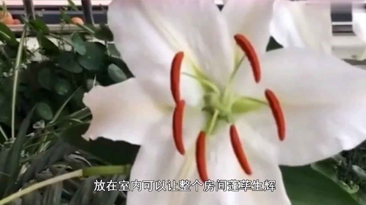 百合花怎么养,4个步骤手把手教你养殖百合花,记下来留着用