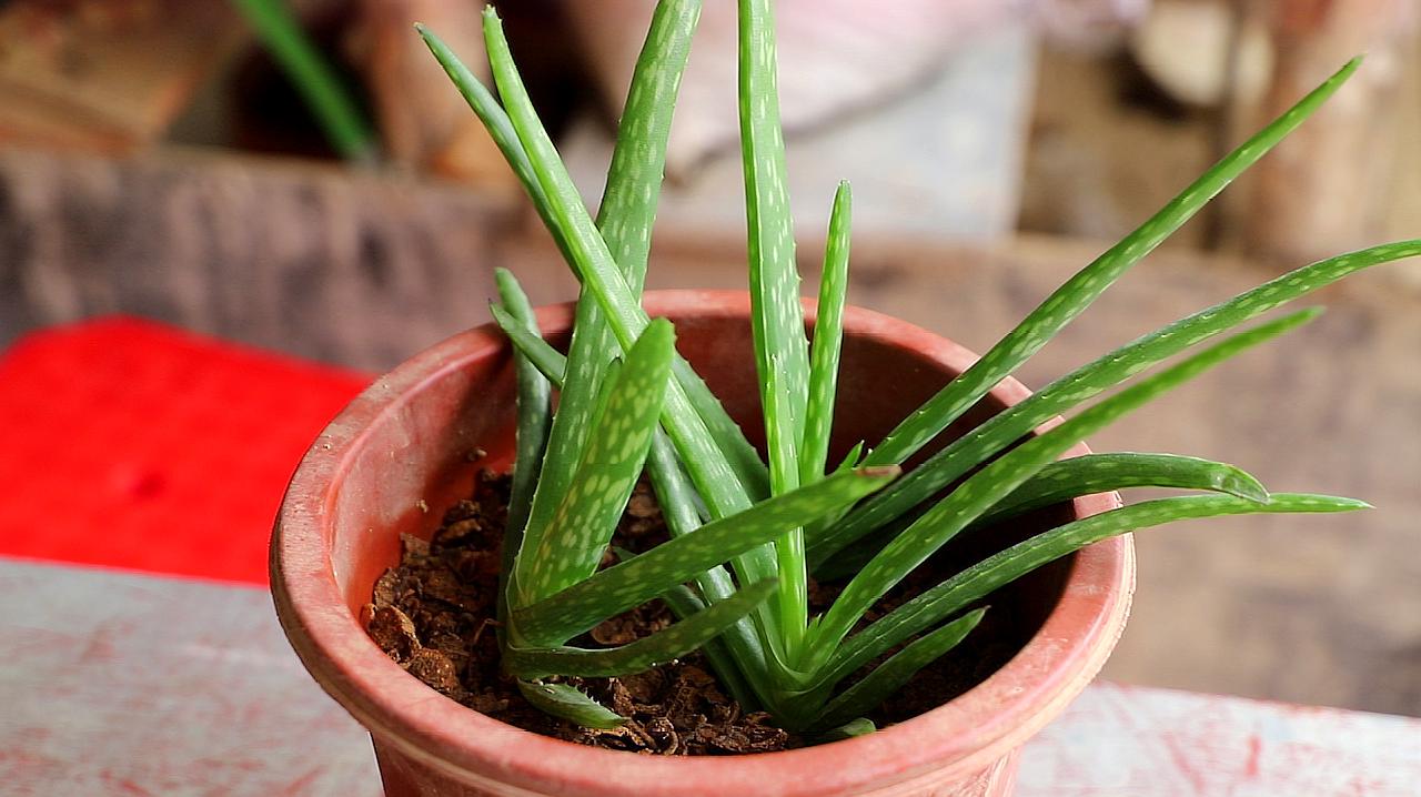 《植物养殖方法大全》系列[二]