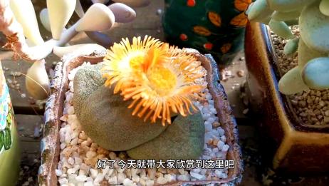 用这种普通的石头去养多肉植物 真是再好不过了 爱言情