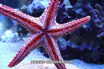 海星成长记忆_百度视频搜索