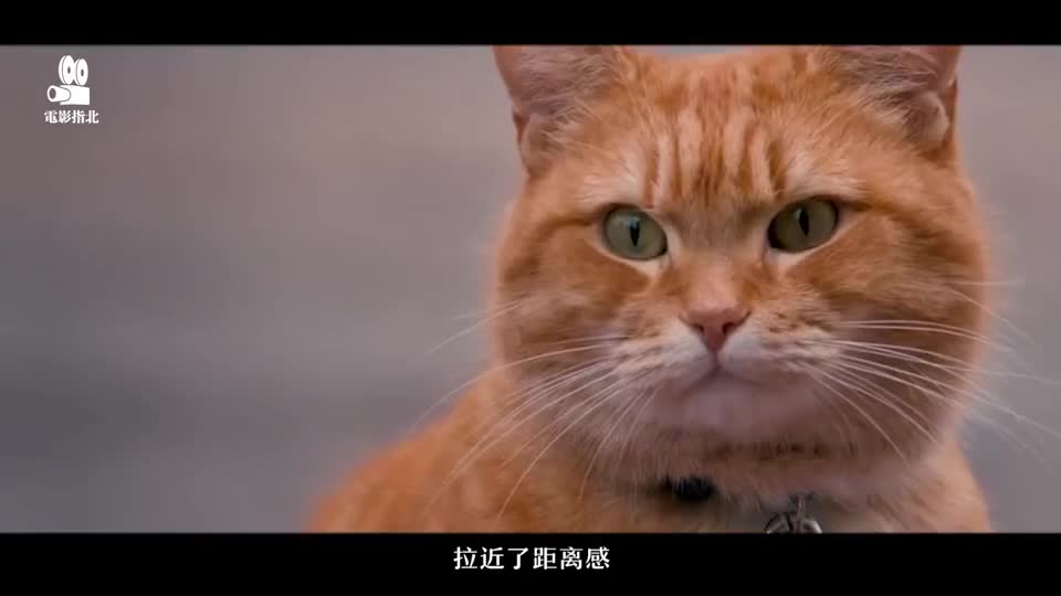 流浪猫鲍勃 天呐这个人肩膀长出猫来了!而且还是治愈系的