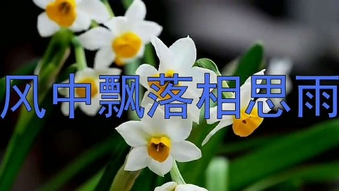 [古风思念]明月相思引