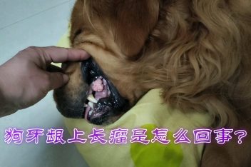 狗狗牙龈瘤初期图片 百度视频搜索