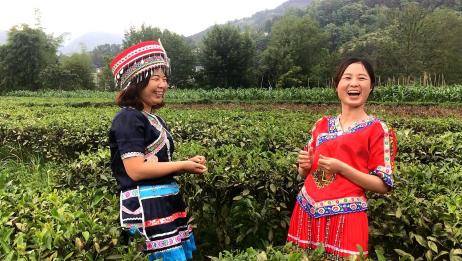 农村两姐妹茶园采茶唱起了采茶歌,发生了啥,小严笑得这般模样