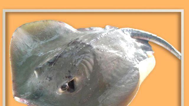 1淡水魟鱼的详细介绍 2尖嘴魟鱼的详细介绍  00:45  来源:秒懂百科