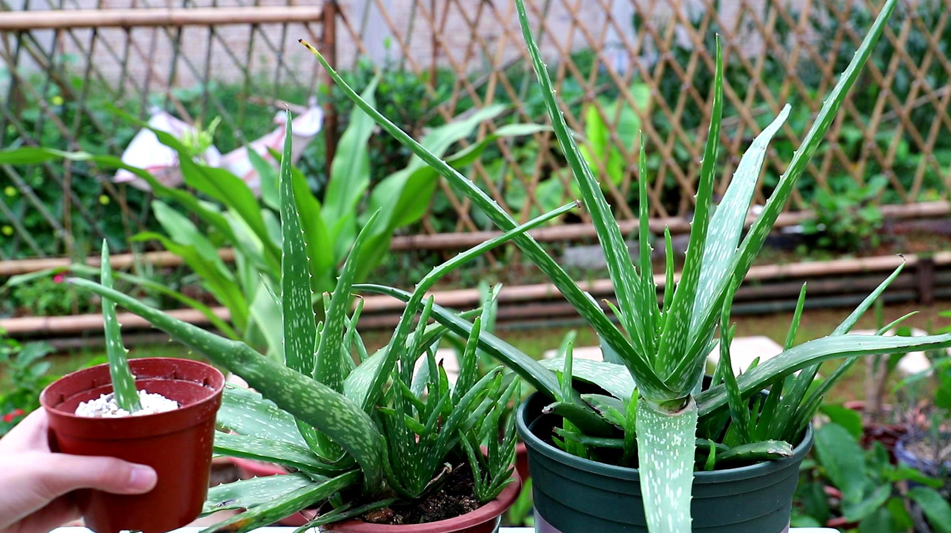 芦荟盆栽植物