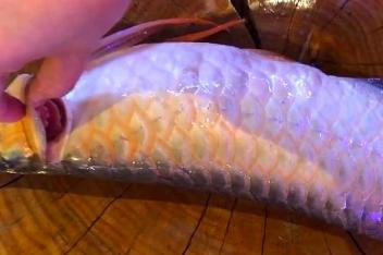 龙鱼鳃盖溃烂 百度视频搜索 龙鱼鳃盖溃烂 百度视频搜索