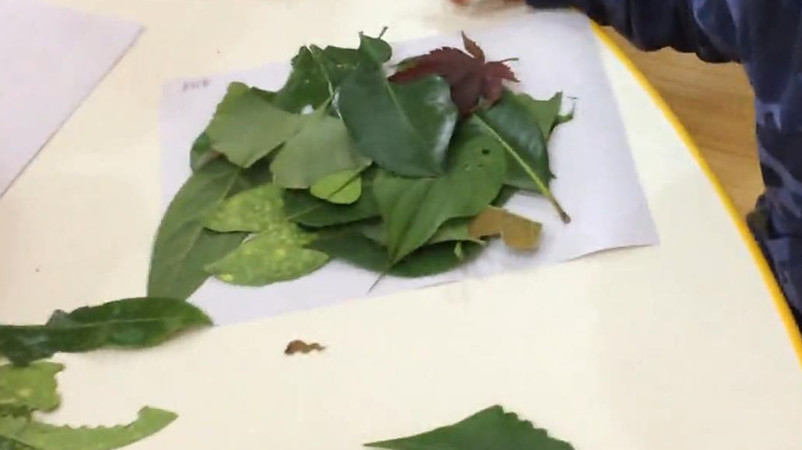 树叶粘贴画怎么画