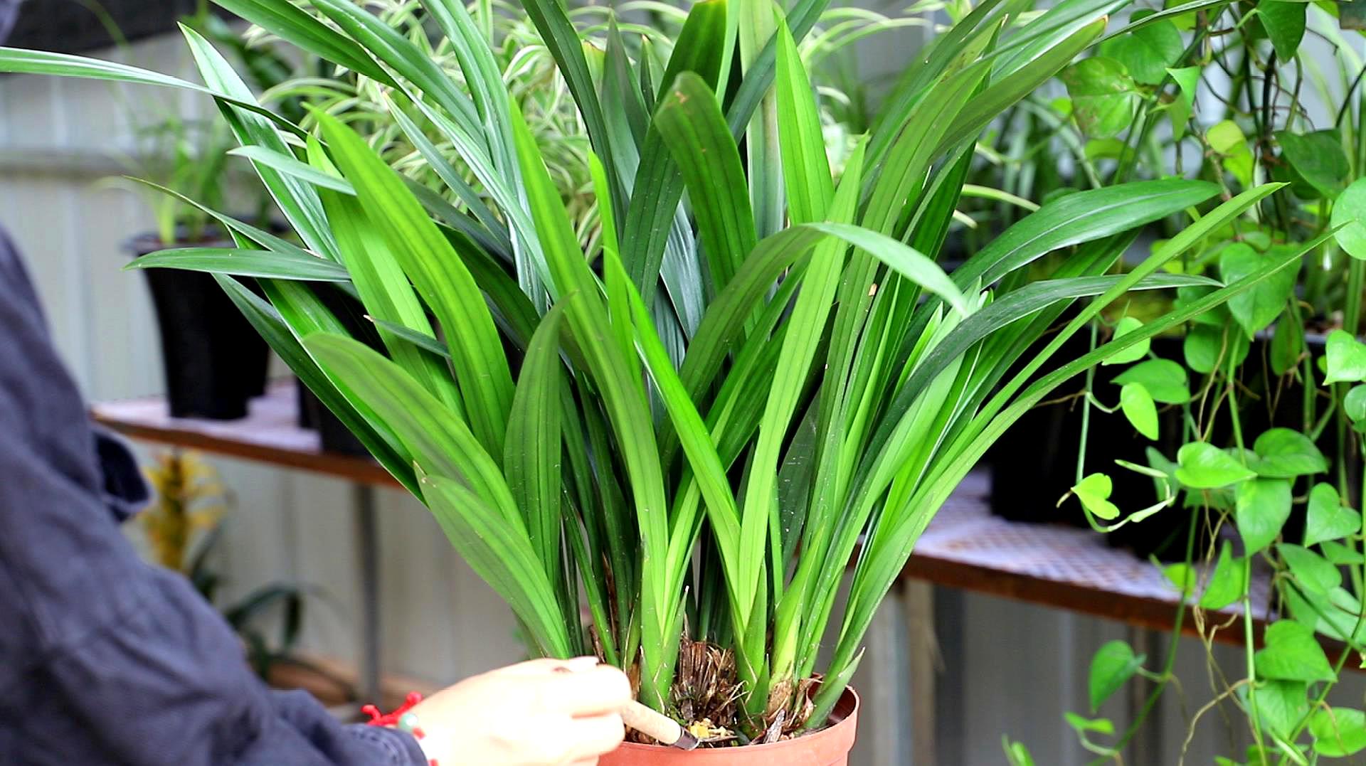 兰花种植视频(兰花种植技术视频教程)