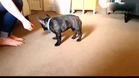 外国人买回一只法国斗牛犬 看看别人是这样训练的 爱言情