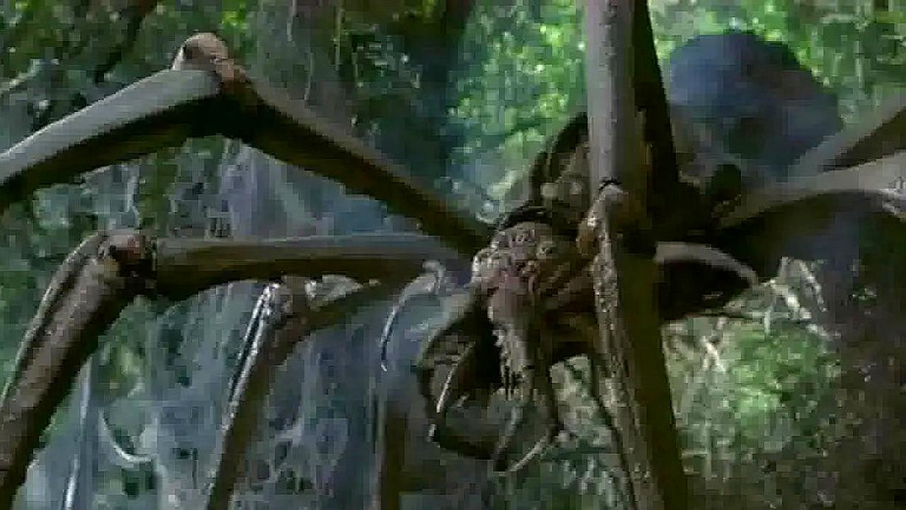 巨蜘蛛吃恐龙霸王龙图片