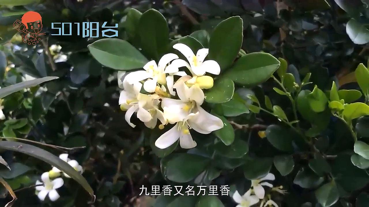 九里香不开花是什么原因(九里香不开花是什么原因造成的)