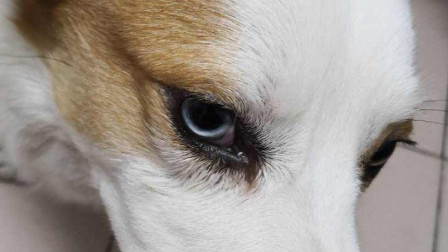 狗狗眼睛有白膜