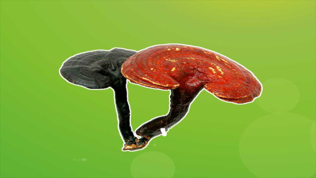 灵芝的种类这么多,你吃过哪几种?