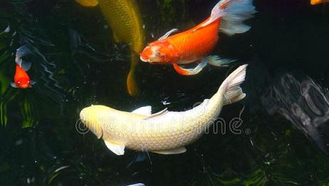 居家养鱼 不要把清道夫 金鱼和锦鲤鱼混养 爱言情