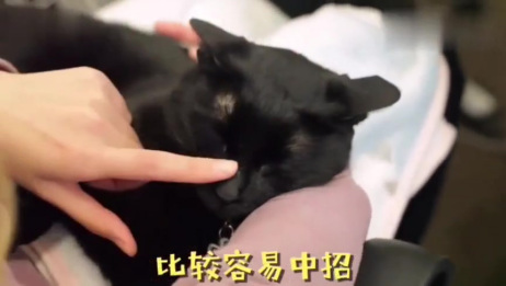 猫主子 得了猫藓别光顾着心疼 不赶紧这样做 麻烦事就多了 相关视频 当你养的猫得了猫藓你会 爱言情