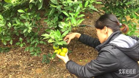 皇帝柑上市接近尾声了,小伙去姑父家的果园,摘100斤去卖