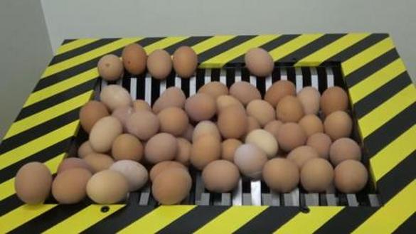 300个鸡蛋倒入粉碎机, 启动开关, 鸡蛋能坚持多久? 心都要碎了