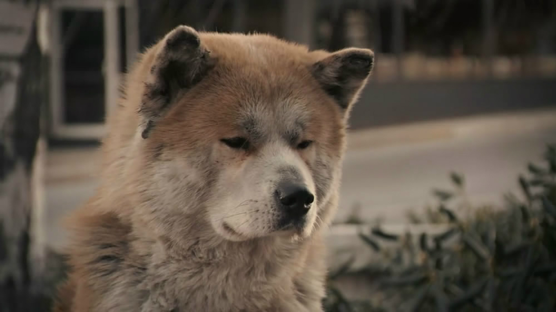 电影赏析《忠犬八公的故事》