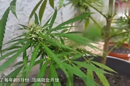 大麻草 百度搜索