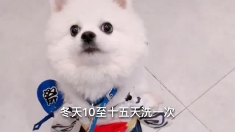 喂食博美犬的时候需要注意哪一些呢 爱言情