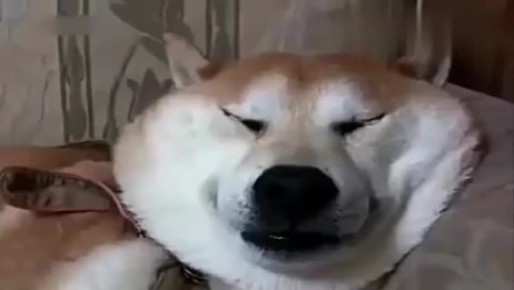 主人捏柴犬胖脸 柴犬表情笑死人 哈哈太有意思了 爱言情