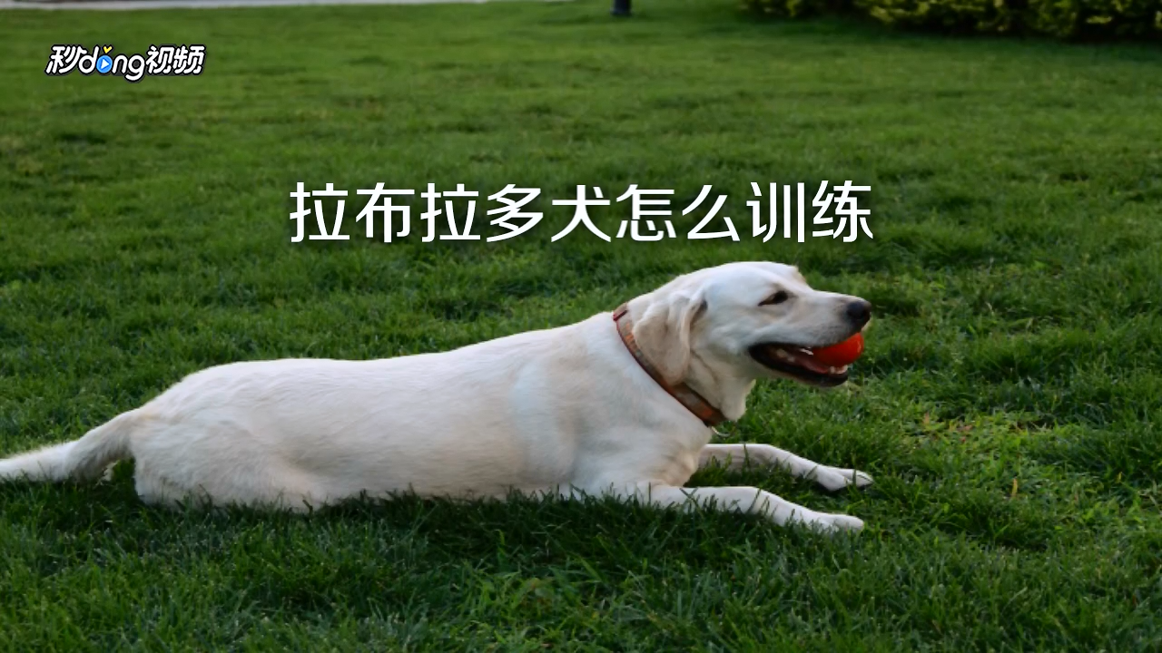 养拉布拉多犬之前,应该先了解这些