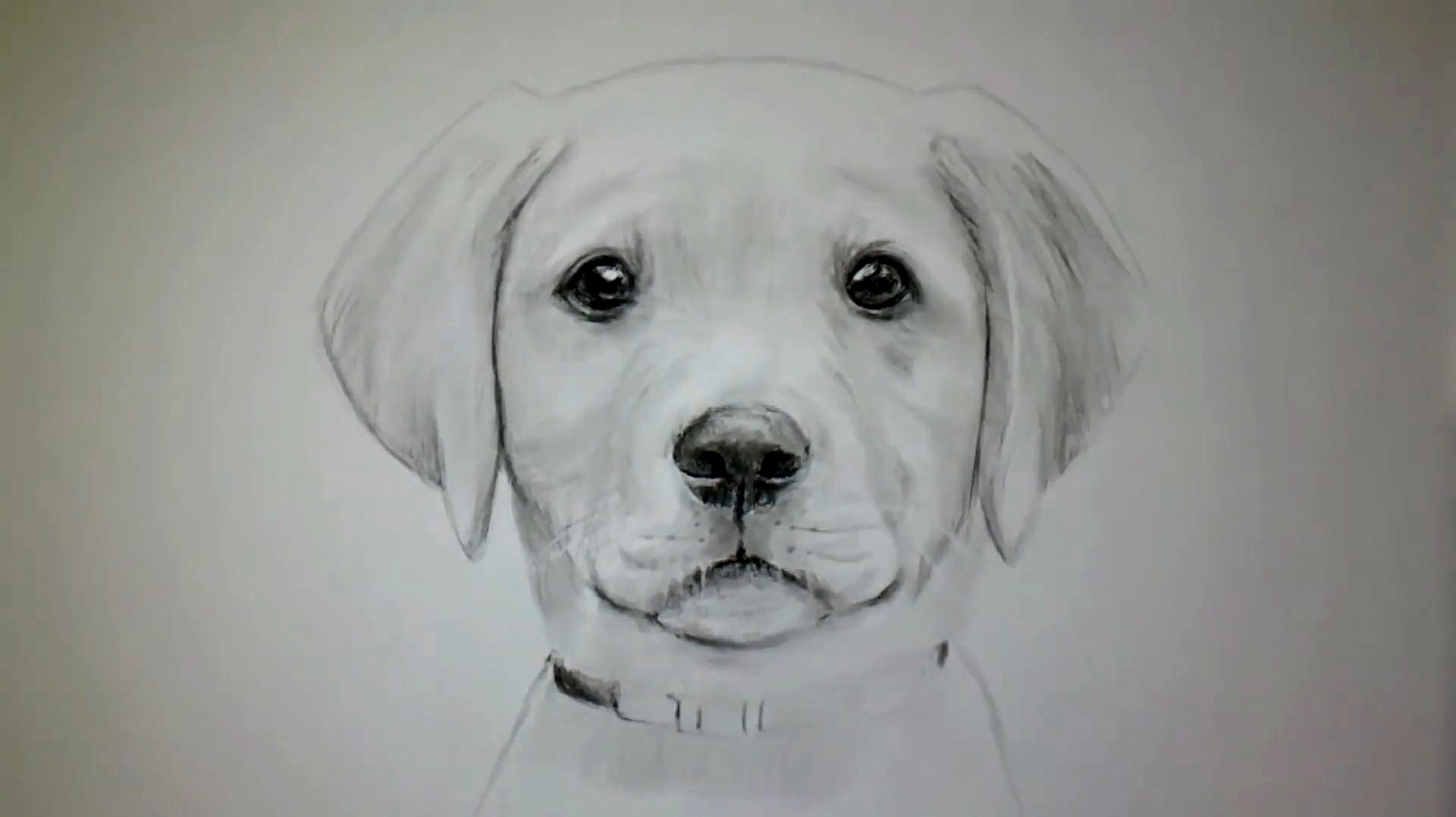 小狗素描画教学视频