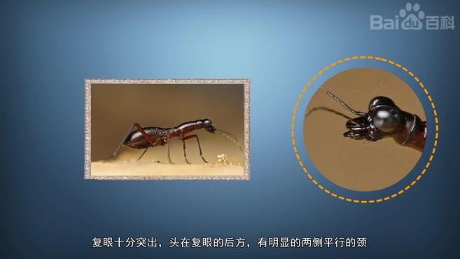原来光端缺翅虎甲长这样