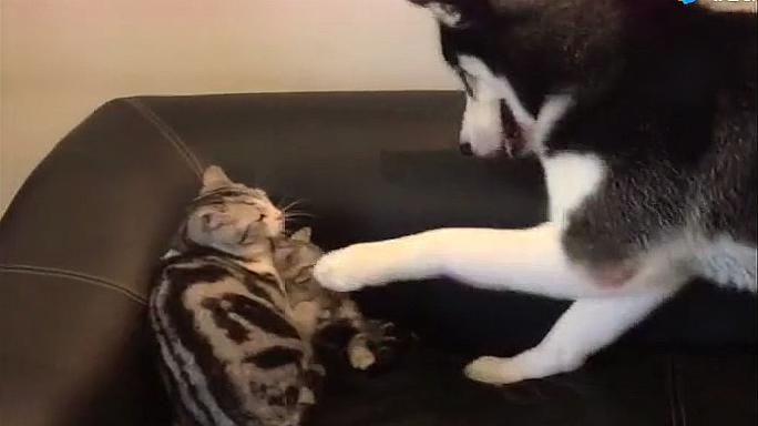 作死欺负小奶猫,猫妈妈很生气后果很严重,二哈:错了,错了!