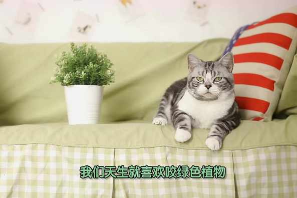 对猫安全的植物 百度