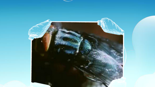 原来螺旋蝇长这样