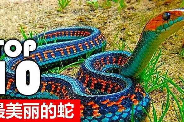 世界上最好看的蛇图片 百度 世界上最好看的蛇图片 百度