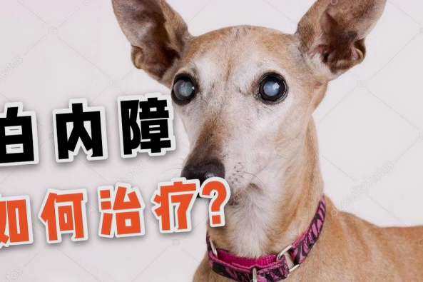 猫咪白内障初期照片 百度
