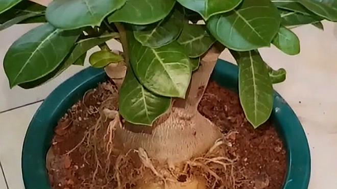 沙漠玫瑰的种植技巧和养护方法