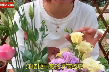 鲜花桔梗花期有多长 百度视频搜索 鲜花桔梗花期有多长 百度视频搜索