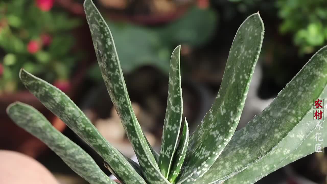元宝芦荟很难养?你的养殖方法真的正确吗?看看养花匠如何养!